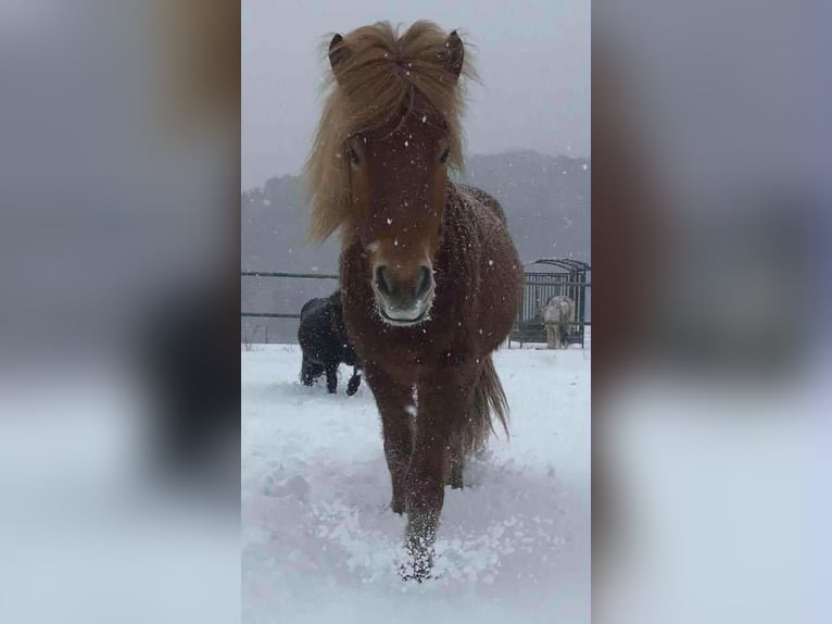 Icelandic Horse Gelding 15 years 13,2 hh Chestnut-Red in Neuhaus Icelandic Horse Gelding 15 years 13,2 hh Chestnut-Red in Neuhaus