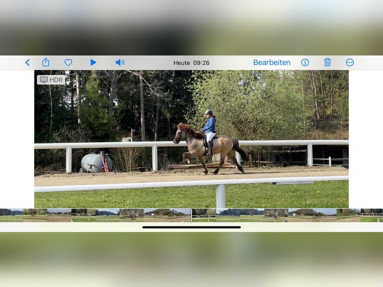 Icelandic Horse Gelding 15 years 13,2 hh  in Klagenfurt,14.Bez.Wölfnitz