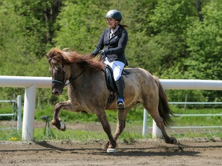 Icelandic Horse Gelding 15 years 13,2 hh  in Klagenfurt,14.Bez.Wölfnitz