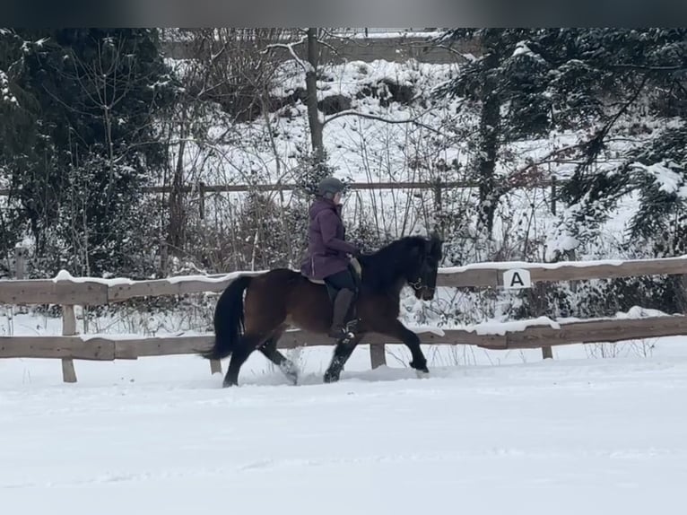 Icelandic Horse Gelding 15 years 13,3 hh Brown in Lindlar