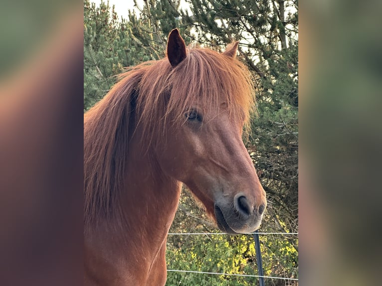 Icelandic Horse Gelding 15 years 13,3 hh Chestnut in Hamburg