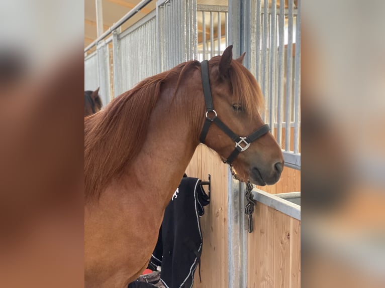 Icelandic Horse Gelding 15 years 13,3 hh Chestnut in Hamburg