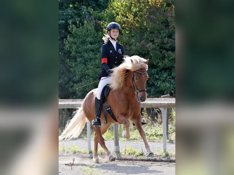 Icelandic Horse Gelding 15 years 13,3 hh Chestnut-Red in Berg (Pfalz)