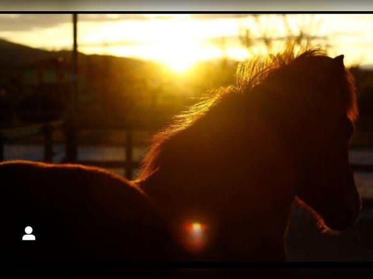 Icelandic Horse Gelding 15 years 13,3 hh Chestnut-Red in Söding Icelandic Horse Gelding 15 years 13,3 hh Chestnut-Red in Söding