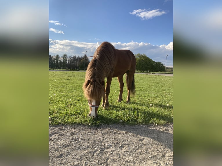 Icelandic Horse Gelding 15 years 14,1 hh Chestnut in Burscheid