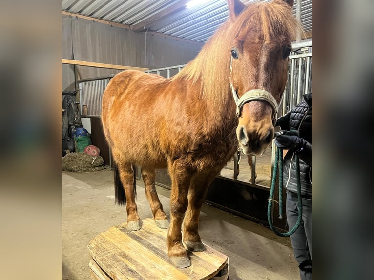 Icelandic Horse Mix Gelding 15 years 14.1 hh Chestnut-Red in Hemer