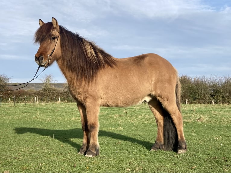 Icelandic Horse Gelding 15 years 14 hh Dun in Hohenfelde