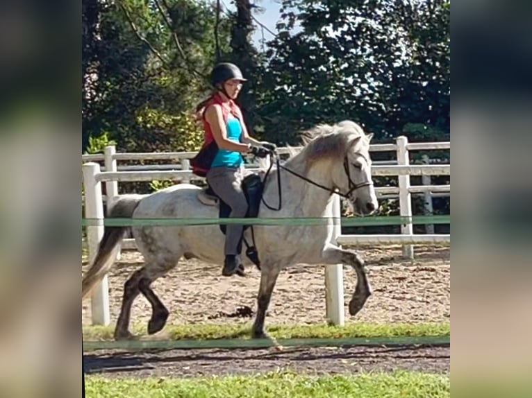 Icelandic Horse Gelding 15 years 14 hh Grey-Dapple in Wardenburg