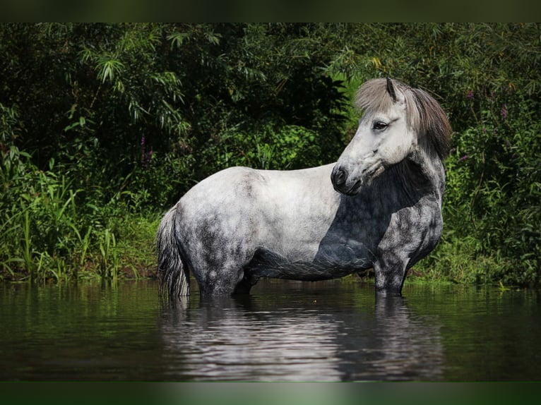 Icelandic Horse Gelding 15 years 14 hh Grey-Dapple in Wardenburg