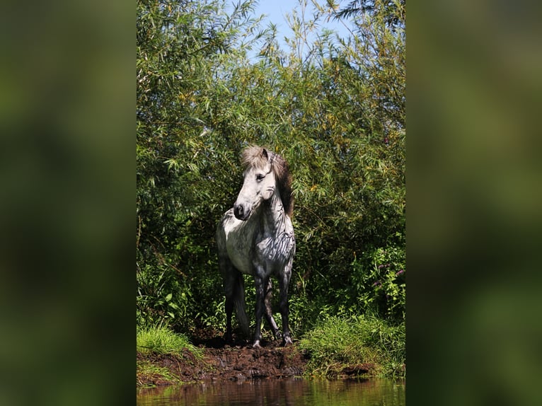 Icelandic Horse Gelding 15 years 14 hh Grey-Dapple in Wardenburg
