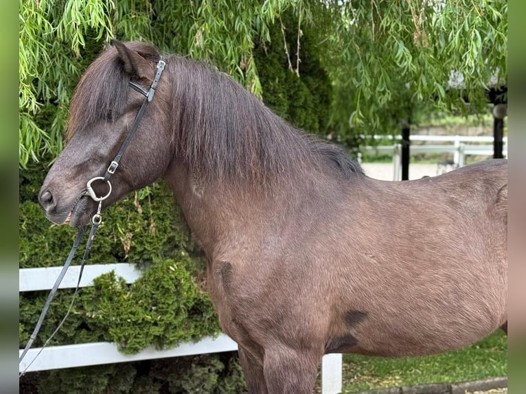 Icelandic Horse Gelding 15 years 14,1 hh Black in Lochen am See