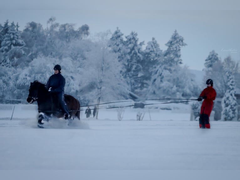 Icelandic Horse Gelding 15 years Black in Straßwalchen