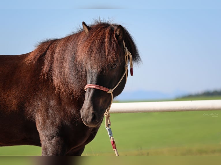 Icelandic Horse Gelding 15 years Black in Straßwalchen