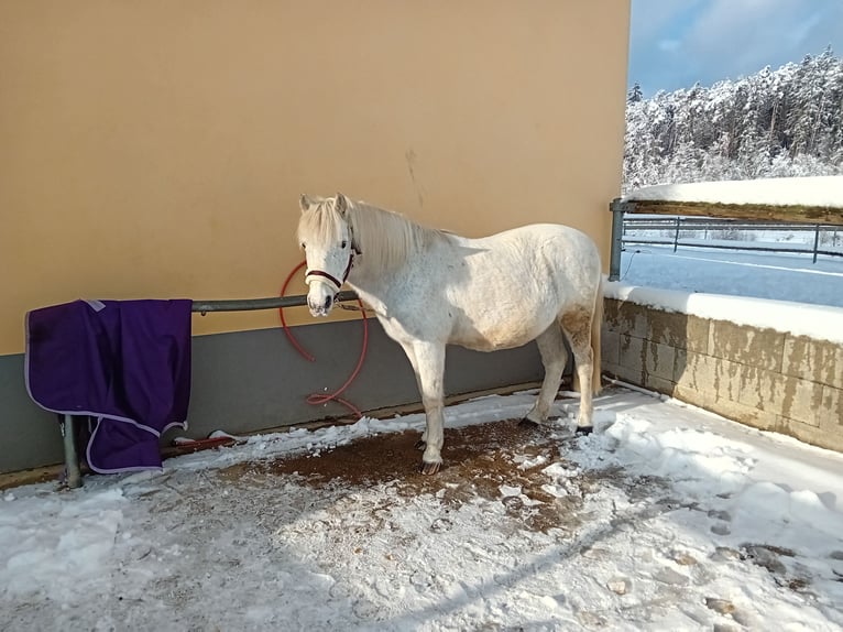 Icelandic Horse Mix Gelding 16 years 12.1 hh Grey-Fleabitten in Bernhardswald