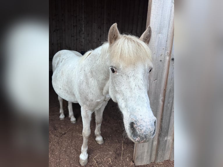 Icelandic Horse Mix Gelding 16 years 12.1 hh Grey-Fleabitten in Bernhardswald