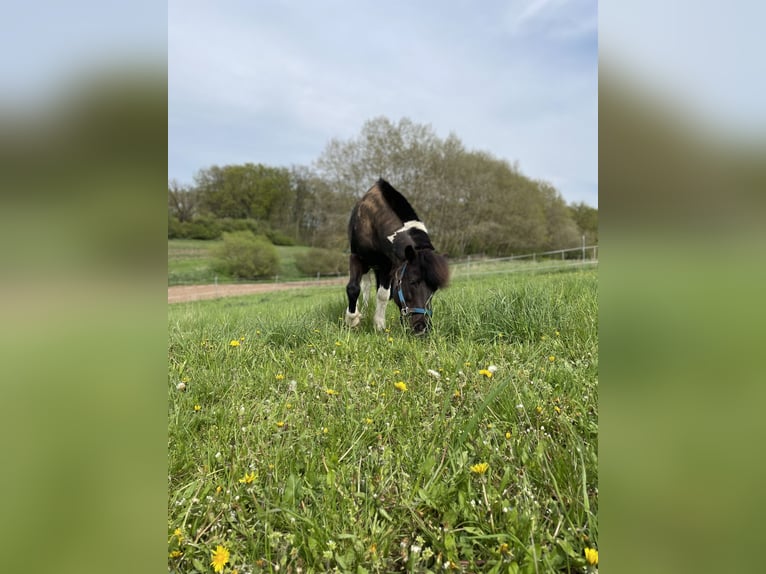 Icelandic Horse Mix Gelding 16 years 12,1 hh Pinto in Fürth