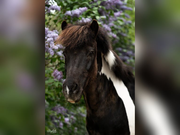 Icelandic Horse Mix Gelding 16 years 12,1 hh Pinto in Fürth