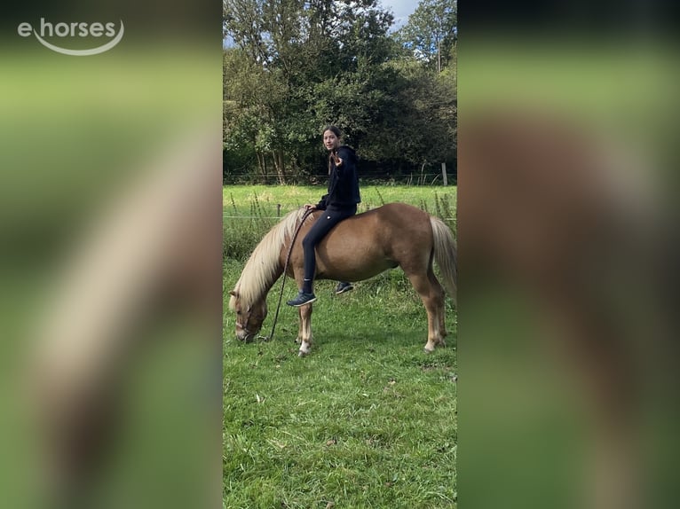 Icelandic Horse Gelding 16 years 13.2 hh Chestnut-Red in Bergheim