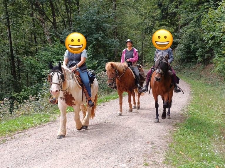 Icelandic Horse Mix Gelding 16 years 13.2 hh Chestnut-Red in Gengenbach