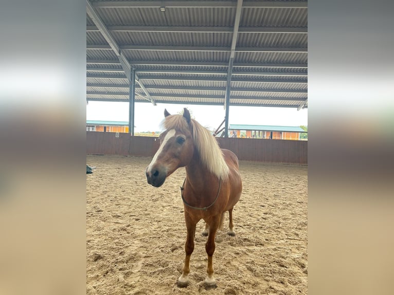 Icelandic Horse Gelding 16 years 13.2 hh Chestnut-Red in Köln