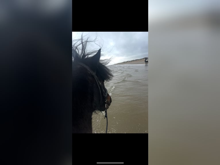 Icelandic Horse Gelding 16 years 13,2 hh Gray-Dark-Tan in Oostvoorne