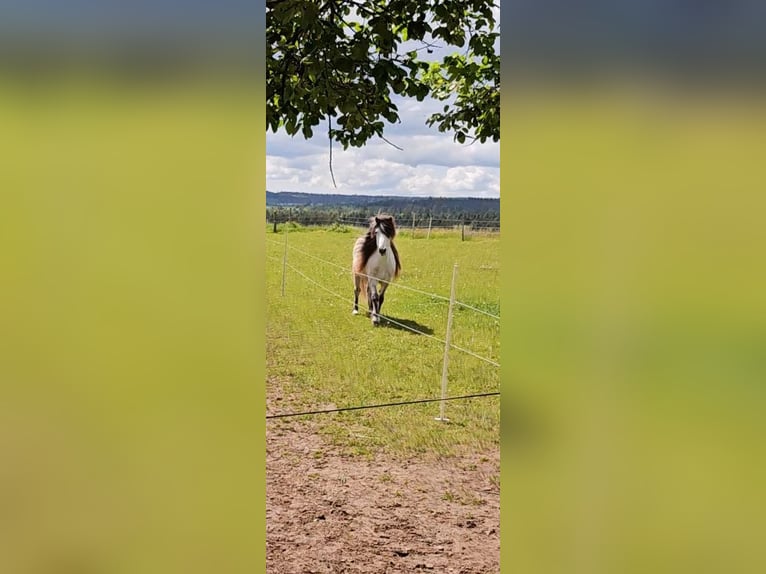 Icelandic Horse Gelding 16 years 13.2 hh Grey-Dark-Tan in Waldachtal