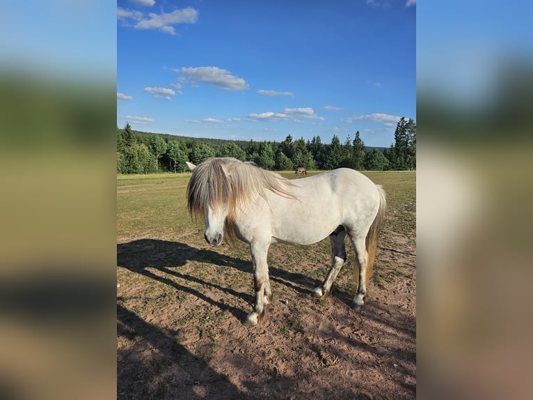 Icelandic Horse Gelding 16 years 13.2 hh Grey-Dark-Tan in Waldachtal