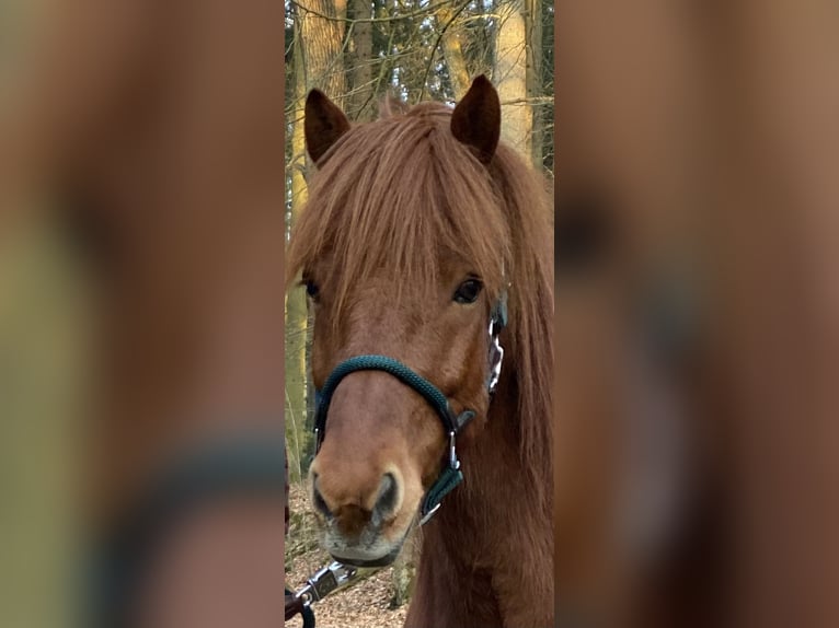 Icelandic Horse Gelding 16 years 13.3 hh Chestnut-Red in Stapelfeld