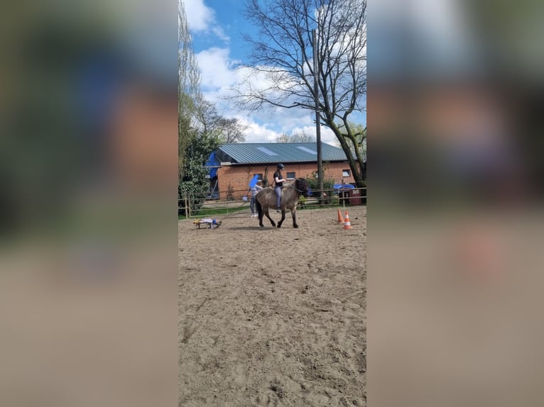 Icelandic Horse Gelding 16 years 13,3 hh Dun in Stelle