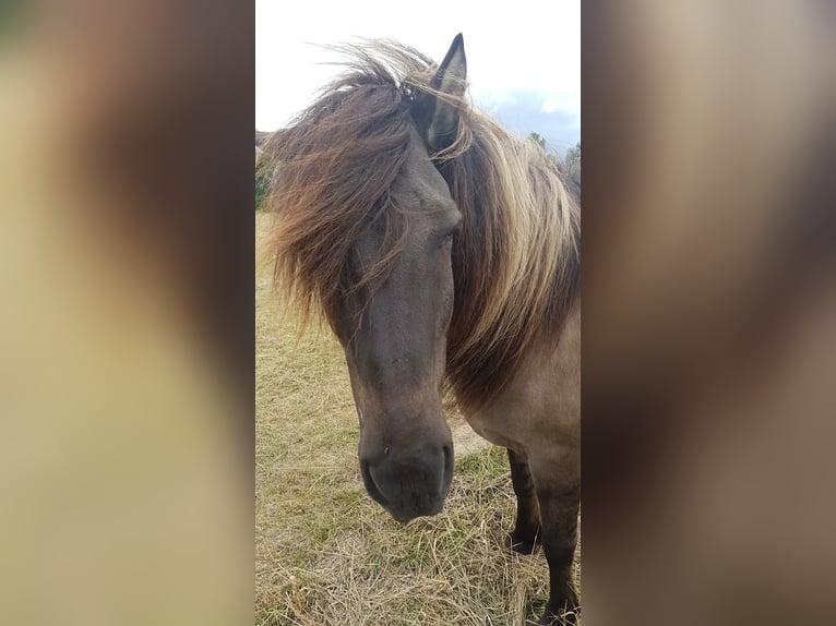 Icelandic Horse Gelding 16 years 13,3 hh Dun in Stelle