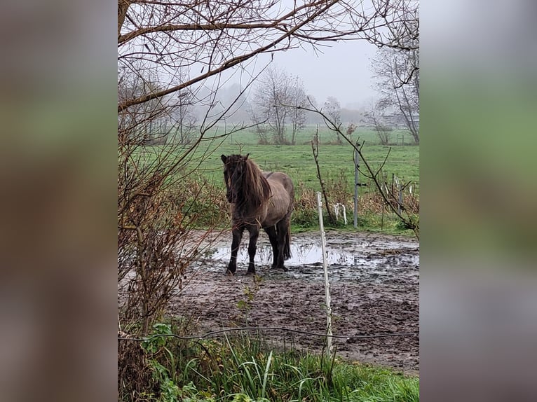 Icelandic Horse Gelding 16 years 13,3 hh Dun in Stelle