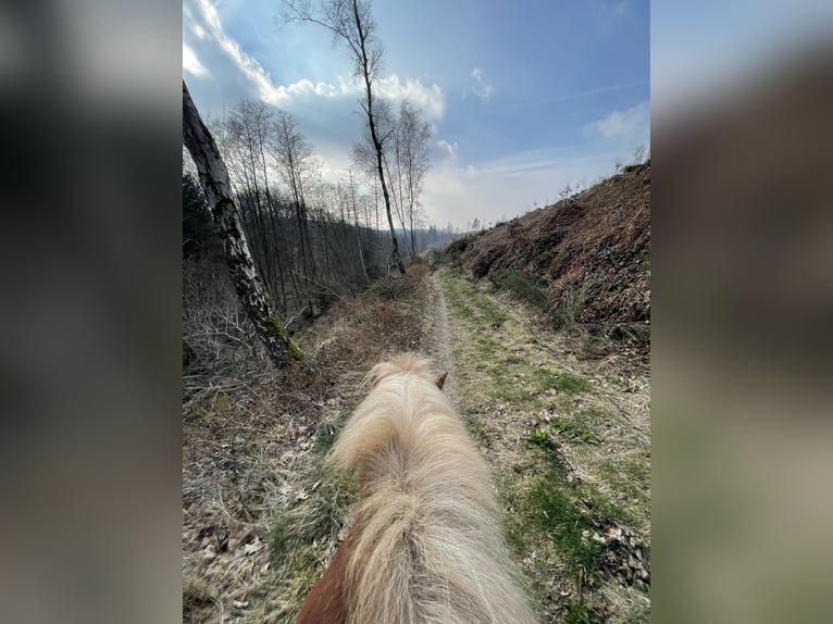 Icelandic Horse Gelding 16 years 13,1 hh Chestnut-Red in Wermelskirchen