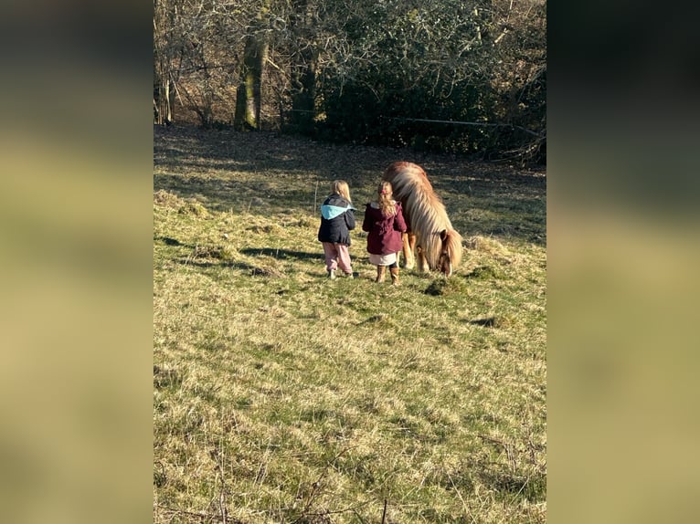 Icelandic Horse Gelding 16 years 13,1 hh Chestnut-Red in Wermelskirchen