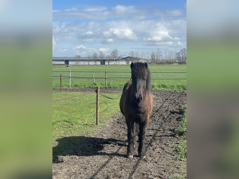 Icelandic Horse Gelding 16 years 13,1 hh Smoky-Black in Oosteind