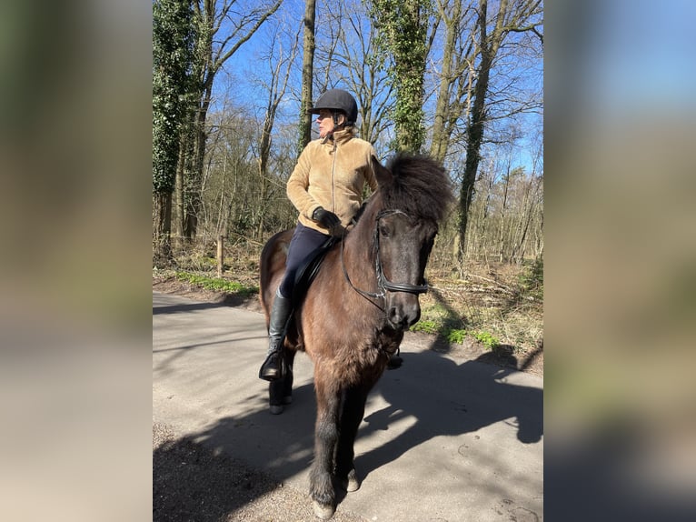 Icelandic Horse Gelding 16 years 13,1 hh Smoky-Black in Oosteind