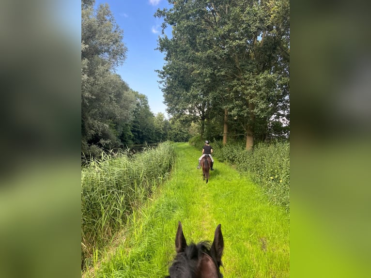 Icelandic Horse Gelding 16 years 13,1 hh Smoky-Black in Oosteind