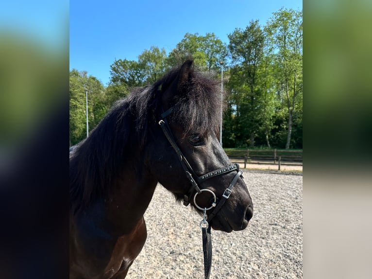 Icelandic Horse Gelding 16 years 13,1 hh Smoky-Black in Oosteind