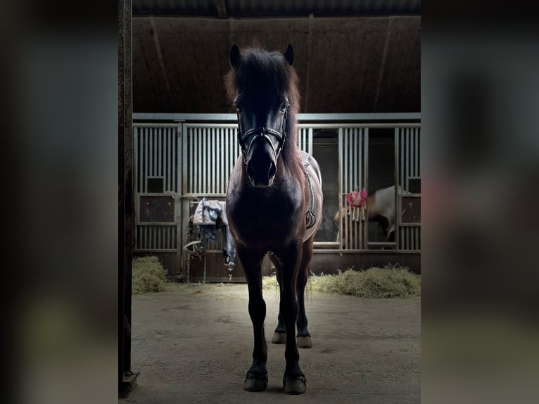 Icelandic Horse Gelding 16 years 13,1 hh Smoky-Black in Oosteind