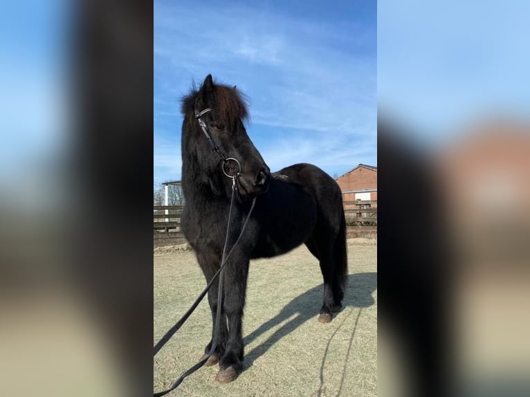 Icelandic Horse Gelding 16 years 13,1 hh Smoky-Black in Oosteind