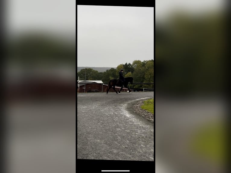 Icelandic Horse Gelding 16 years 13,2 hh Black in Söhrewald Icelandic Horse Gelding 16 years 13,2 hh Black in Söhrewald