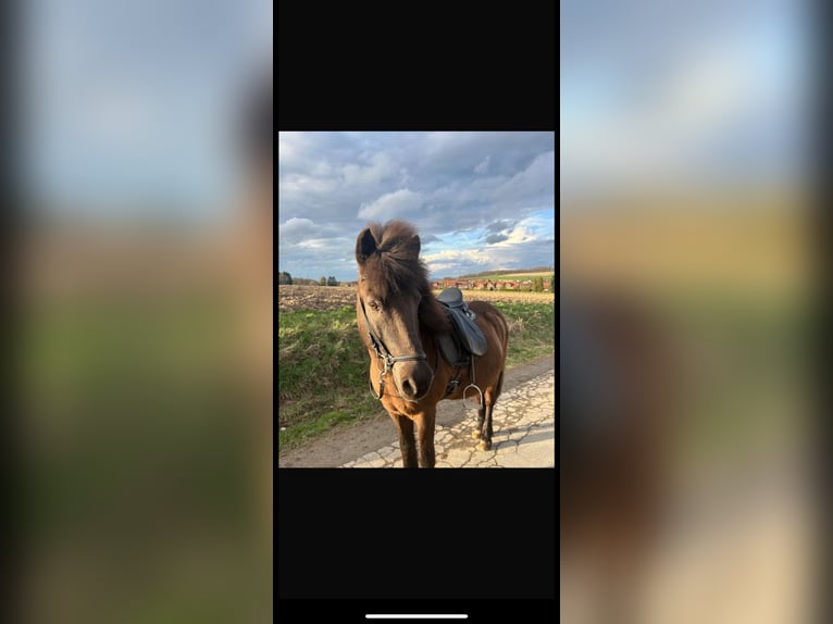 Icelandic Horse Gelding 16 years 13,2 hh Black in Söhrewald Icelandic Horse Gelding 16 years 13,2 hh Black in Söhrewald