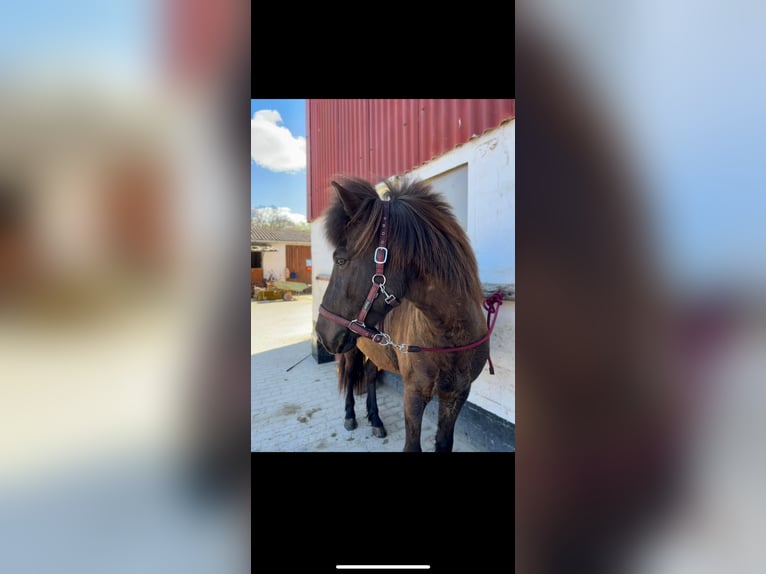 Icelandic Horse Gelding 16 years 13,2 hh Black in Söhrewald Icelandic Horse Gelding 16 years 13,2 hh Black in Söhrewald