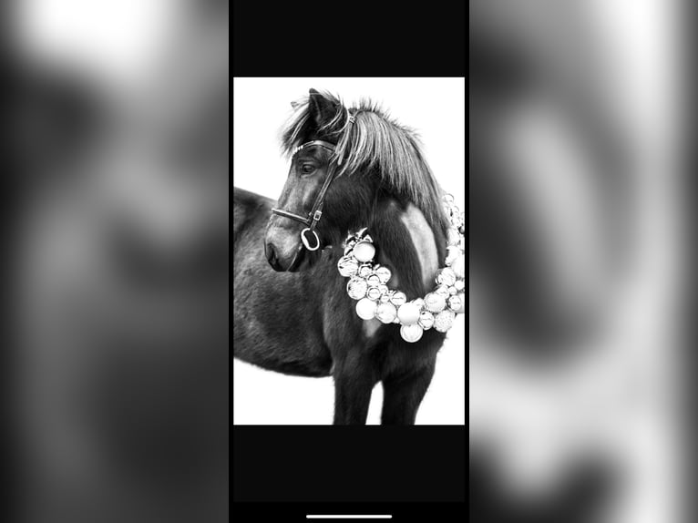 Icelandic Horse Gelding 16 years 13,2 hh Black in Söhrewald Icelandic Horse Gelding 16 years 13,2 hh Black in Söhrewald