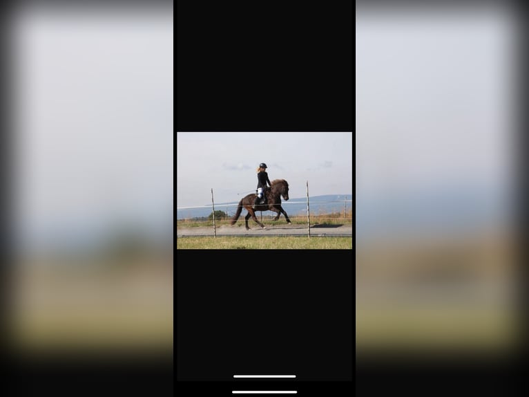 Icelandic Horse Gelding 16 years 13,2 hh Black in Söhrewald Icelandic Horse Gelding 16 years 13,2 hh Black in Söhrewald