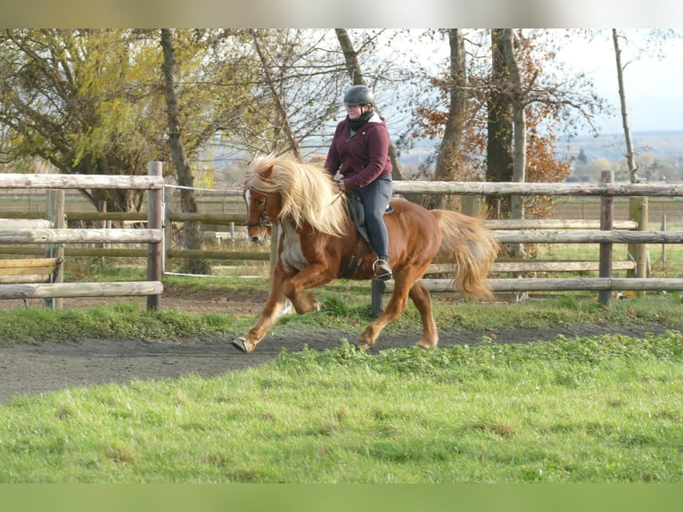Icelandic Horse Gelding 16 years 13,2 hh Chestnut-Red in Euskirchen