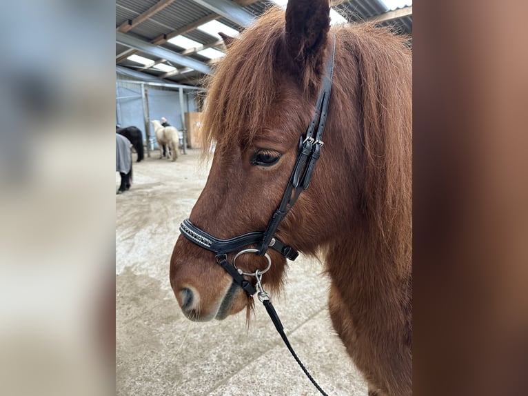 Icelandic Horse Gelding 16 years 13,3 hh Chestnut-Red in Stapelfeld