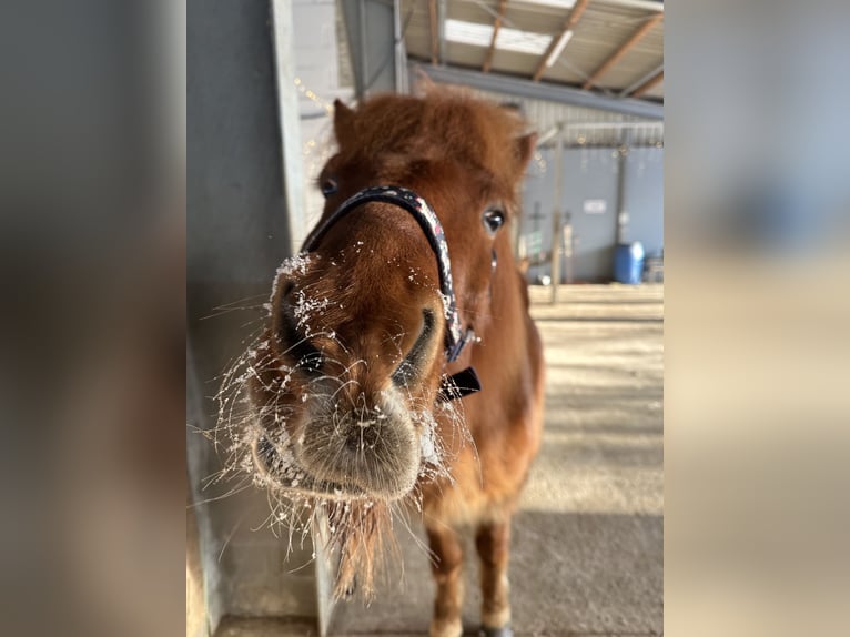 Icelandic Horse Gelding 16 years 13,3 hh Chestnut-Red in Stapelfeld