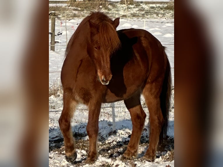 Icelandic Horse Gelding 16 years 13,3 hh Chestnut-Red in Stapelfeld