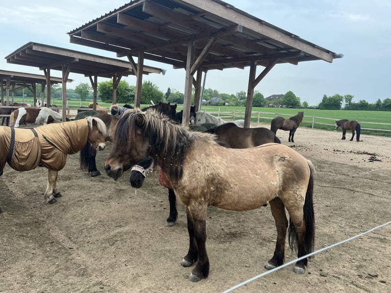 Icelandic Horse Gelding 16 years 13,3 hh Dun in Siek