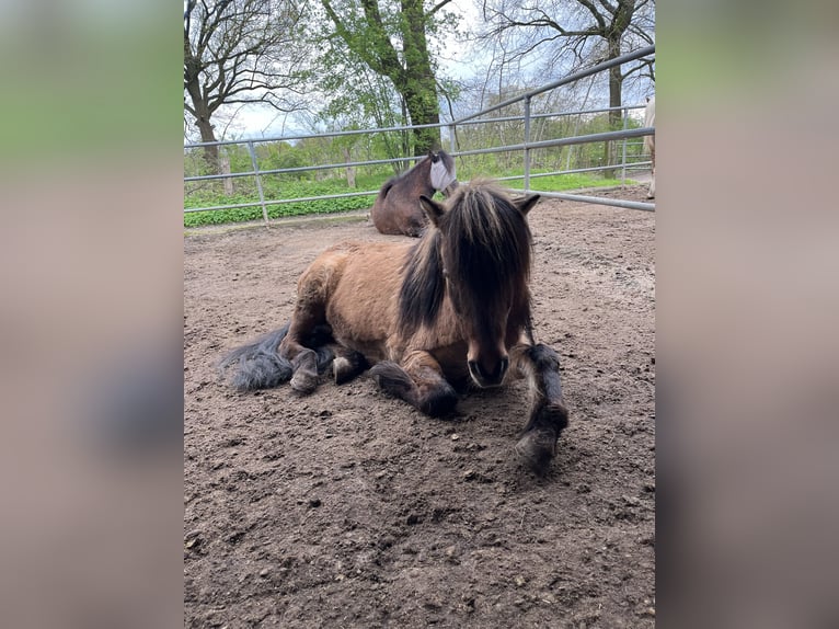 Icelandic Horse Gelding 16 years 13,3 hh Dun in Siek
